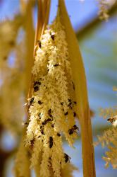 Bees on palm tree flowers